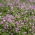 Omvendt Kløver 'Pasat' - 1 kg frø (Trifolium resupinatum)