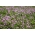 Omvendt Kløver 'Pasat' - 1 kg frø (Trifolium resupinatum)