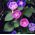 朝顔の混合種子 - イポメアトリコロール -  84種子 - Ipomoea tricolor - シーズ