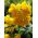 Тапочка Семена цветов - Calceolaria mexicana - семена