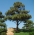 Japonski črni bor, seme črnega bora - Pinus thunbergii - semena