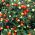 Jeruzalemska trešnja, Madeira Zimsko sjeme višnje - Solanum pseudocapsicum - 30 sjemenki - sjemenke