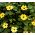Thunbergia mix seeds – Thunbergia - 28 seeds