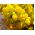 Тапочка Семена цветов - Calceolaria mexicana - семена