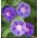 牵牛花混合种子 -  Ipomoea三色 -  84种子 - Ipomoea tricolor - 種子