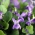 Violet manis, Inggris Violet biji - Viola odorata - 120 biji