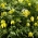 Clematis Golden Tiara ، بذور الأعشاب الروسية البكرية - بذور التنجوتيكا - 60 حبة - Clematis tangutica - ابذرة