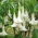 天使のトランペットの種 - ダトゥラ・アーボレア -  5種 - Datura arborea - シーズ