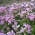 Biji Wall Rock Cress - Arabis alpina gr. rosea - 2350 biji - Arabis alpina rosea - benih