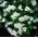 White Forget-Me-Not, semená - Myosotis alpestris - 660 semien