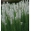 Біла палаюча зірка, сім'янки - Liatris spicata - 150 насіння