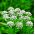 Anís verde - 200 semillas - Pimpinella anisum