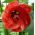 꽃이 만발한 단풍 나무 씨앗 - Abutilon hybridum - 78 종자 - Abutilon x hybridum