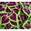 锦紫苏，被绘的荨麻种子 -  Plectranthus scutellarioides  -  330种子 - 種子