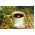 Чай Полдник Трава Микс семена - 
