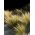 เมล็ดพันธุ์ขนนกเม็กซิกันขนหางม้า - Stipa tenuissima - 100 เมล็ด