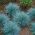 Mavi Çayır Tohumu - Festuca glauca - 285 tohum - tohumlar
