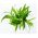 بذور الطرخون - ذرات الأرطماسيا - 500 بذرة - Artemisia dracunculus - ابذرة