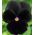 Árvácska fajták - Black King - fekete - 320 magok - Viola x wittrockiana