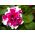 Hạt Pirouette Petunia tím - Petunia x hybrida fl. pl - 50 hạt -  Petunia x hybrida fl. pl. 