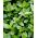 墨角兰种子 - 牛至属植物 -  3000粒种子 -  9750粒种子 - Origanum majorana L. - 種子