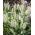 Goldentop Grass seeds - Lamarckia aurea - semená