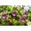 Seme vijoličnega skodelice in krožnika - Cobaea scandens - 6 semen - semena