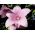 Ballongblomma Fuji Rosa frön - Platycodon grandiflorus - 110 frön
