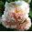 זרעי סלמון זוגיים של הוליהוק צ'אטר - Althea rosea fl. pl. - 50 זרעים - Althaea rosea