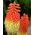 Red Hot Poker، Tritoma seeds - Kniphofia uvaria - 120 بذور - ابذرة
