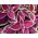 锦紫苏，被绘的荨麻种子 -  Plectranthus scutellarioides  -  330种子 - 種子
