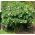 천사의 나팔꽃 종자 - 흰 독말풀 - 5 종자 - Datura arborea - 씨앗