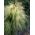 المكسيكي ريشة العشب المهر بذور ذيول - ستيبا tenuissima - 100 البذور - Stipa tenuissima - ابذرة