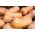 白胡桃南瓜种子 - 西葫芦最大 -  16粒种子 - Cucurbita moschata - 種子