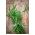 타라곤 씨앗 - Artemisia dracunculus - 500 종자