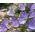 Carpathian Harebell, Tussock Bellflower seeds - Campanula carpatica - 3900 seeds