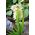 گلدانتوپ دانه های علفی - Lamarckia aurea