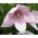 Ballongblomma Fuji Rosa frön - Platycodon grandiflorus - 110 frön