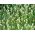 Canar Semințe de iarbă - Phalaris canariensis - 600 de semințe