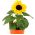 Biji Bunga Matahari Umum - Helianthus annuus - 40 biji - Helianthus annus