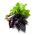Sweet basil - a selection of varieties - Ocimum basilicum - 325 seeds