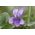 بنفسجي حلو ، بذور البنفسج الإنجليزية - فيولا odorata - 120 بذور - Viola odorata - ابذرة