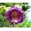 Violetinė taurė ir puodų vynuogių sėklos - Cobaea scandens - 6 sėklos