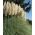 White Pampas Grass seeds - Cortaderia selloana - 156 seeds