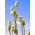 Fullerio teasel sėklų - Dipsacus sativus - 325 sėklų - sėklos