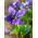 Γλυκό μωβ, Αγγλικά Βιολέτες - Viola odorata - 120 σπόροι