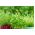 Базилик огоро́дный - зеленый - 650 семена - Ocimum basilicum