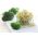 Brokule kaše - Brassica oleracea - sjemenke