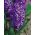 Hyacint - Purple Star - pakket van 3 stuks -  Hyacinthus orientalis