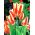 Tulipán Sylvia Warder - csomag 5 darab - Tulipa Sylvia Warder